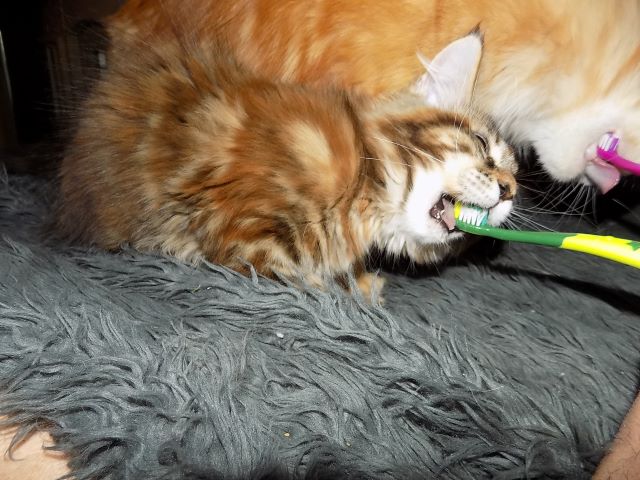 Brushing